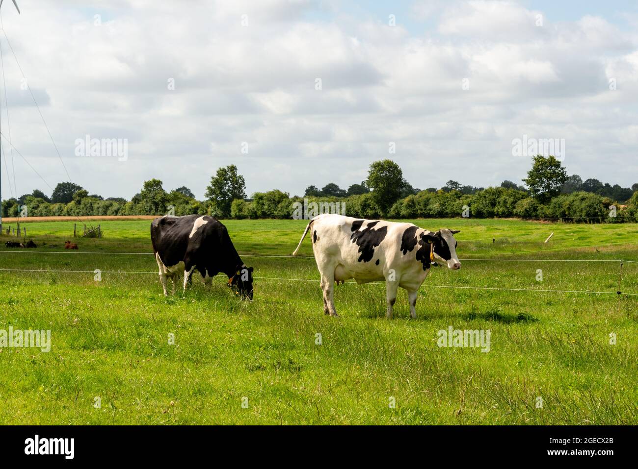 Freilaufende Milchrinder auf einer Weide in Schleswig-Holstein Stock Photo