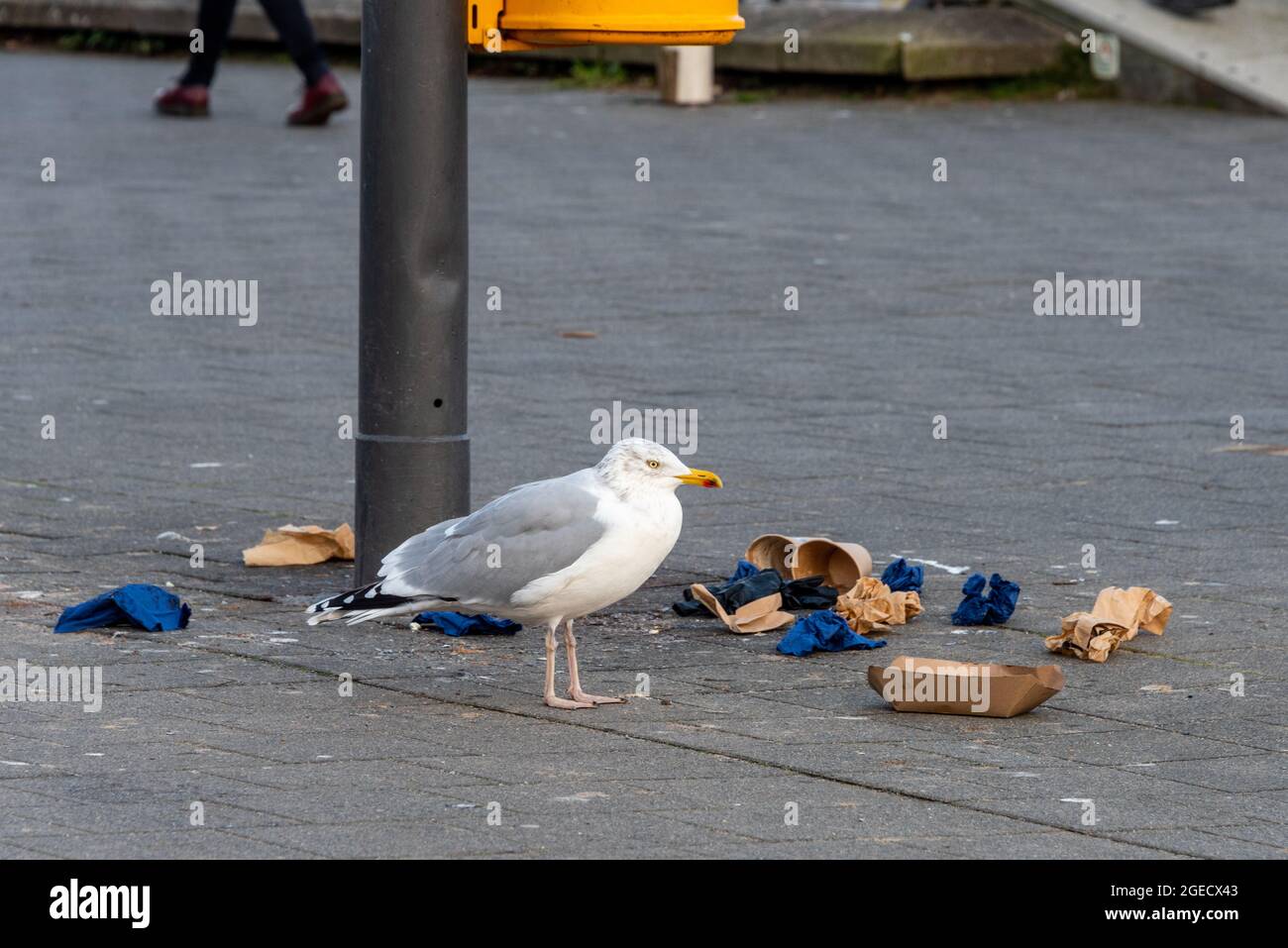Seemöwe in einer Fußgängerzone duchsucht die Mülltonnen nach Essbarem Stock Photo