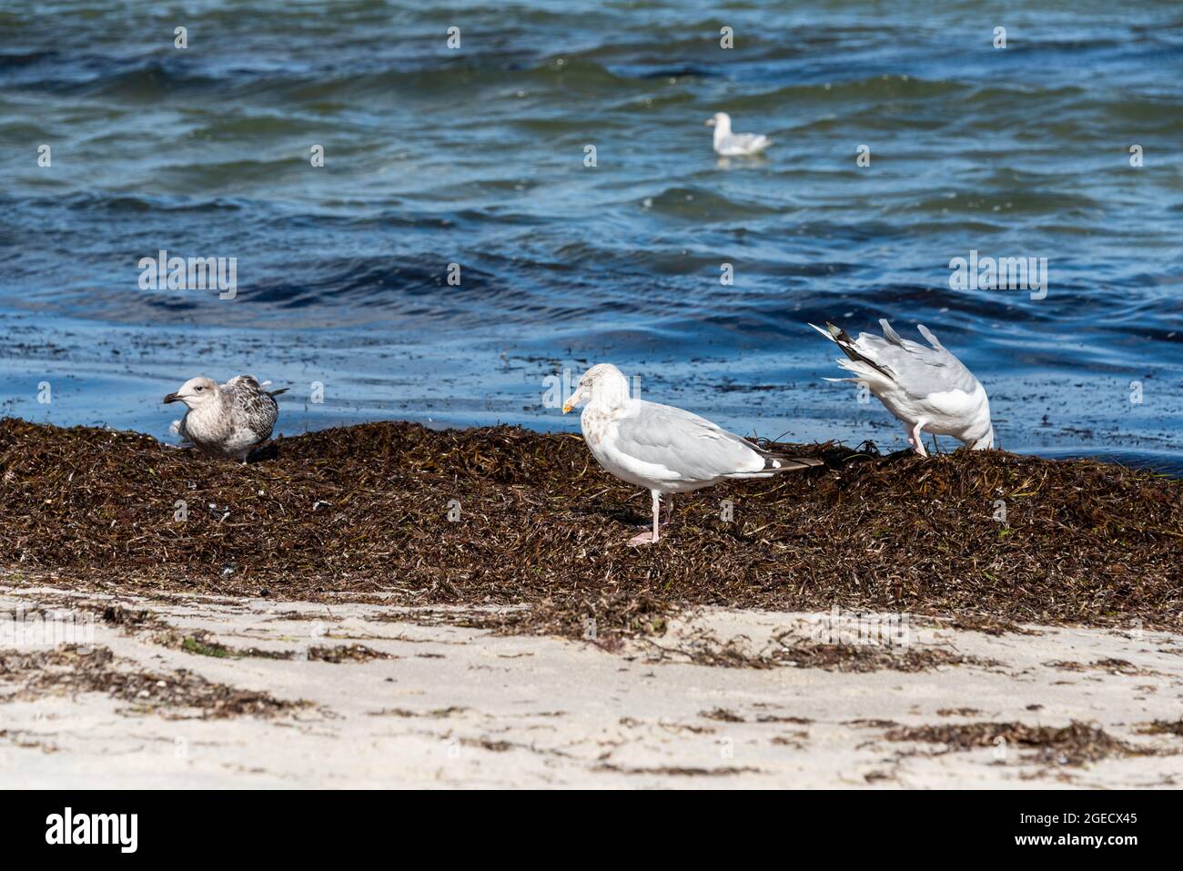 Silbermöwen am Strand der Ostsee auf Nahrungssuche Stock Photo