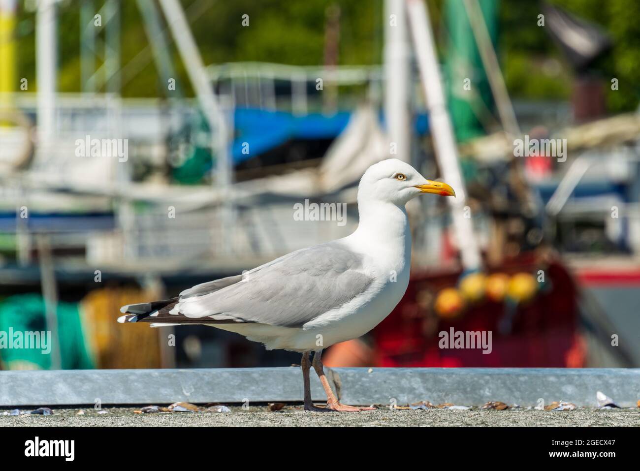 Diebische Seemöwe auf einem Bootssteg an der Kieler Förde auf Nahrungssuche Stock Photo