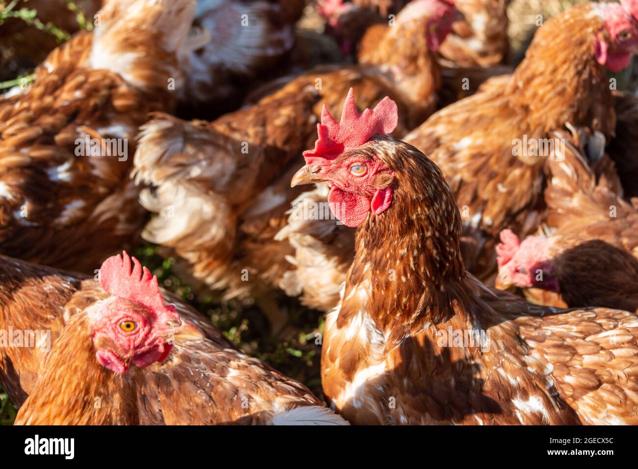 Freilaufende Hühner auf einem BIO Bauernhof in Schleswig-Holstein Stock Photo