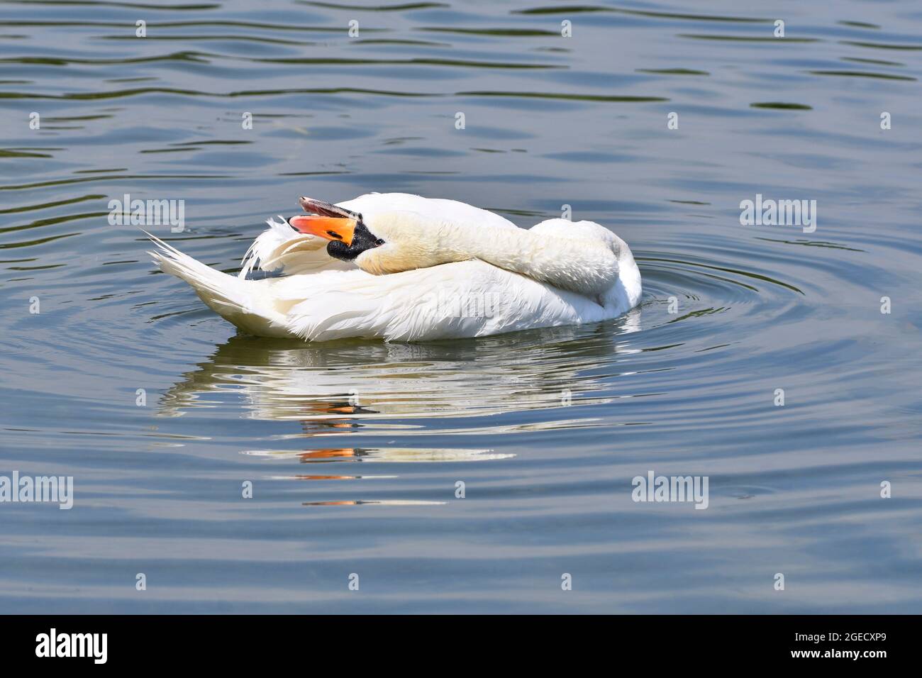 Vienna, Austria. Swan (Cygnus) is cleaning its plumage Stock Photo