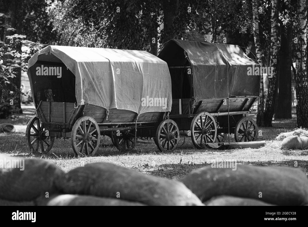 Russian Soviet World War II Peasant Carts In Forest. WWII Equipment Of Red Army Stock Photo