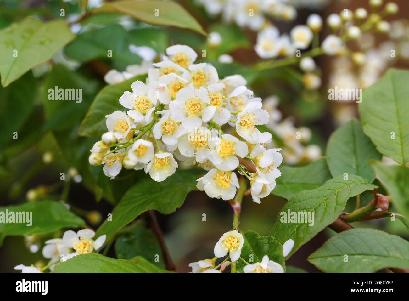 Branch of bird cherry in spring, with white flowers, close up Stock Photo