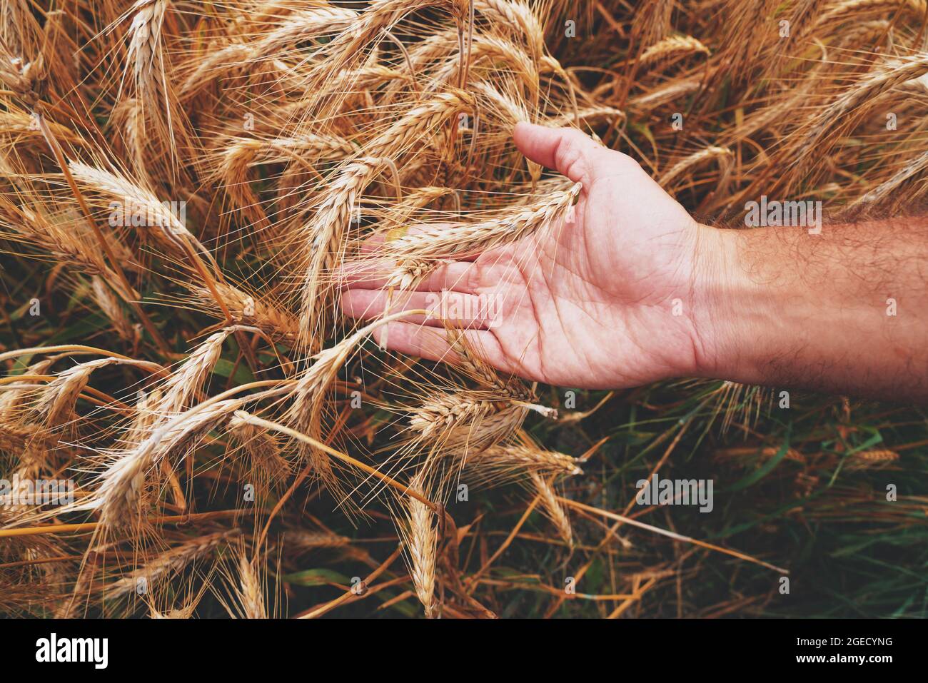 Corn Agriculture Fields for Sustainable Future Stock Photo
