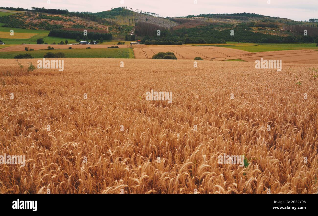 Corn Agriculture Fields for Sustainable Future Stock Photo