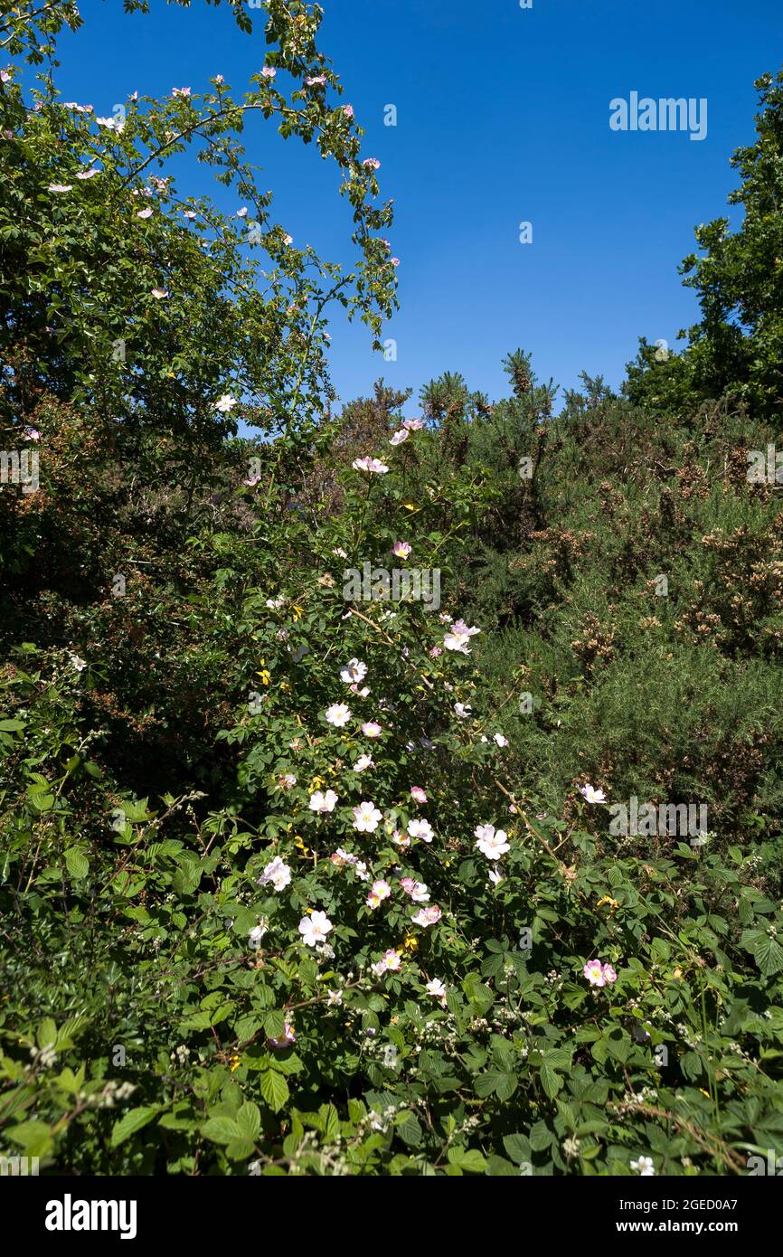Climbing Dog rose (Rosa canina) in flower: Alver Country Park, Gosport, Hampshire, UK Stock Photo