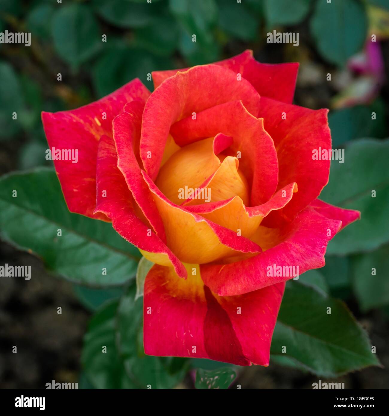 English roses in bloom Stock Photo - Alamy