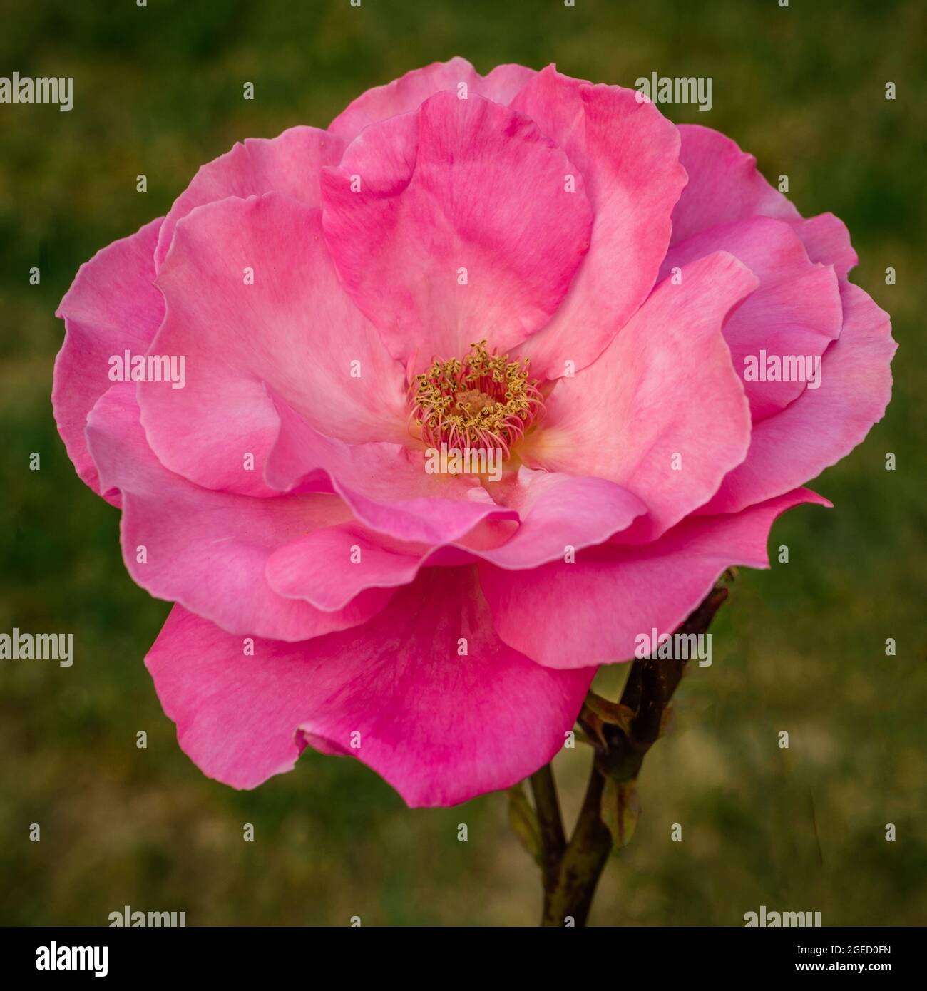 English roses in bloom Stock Photo - Alamy