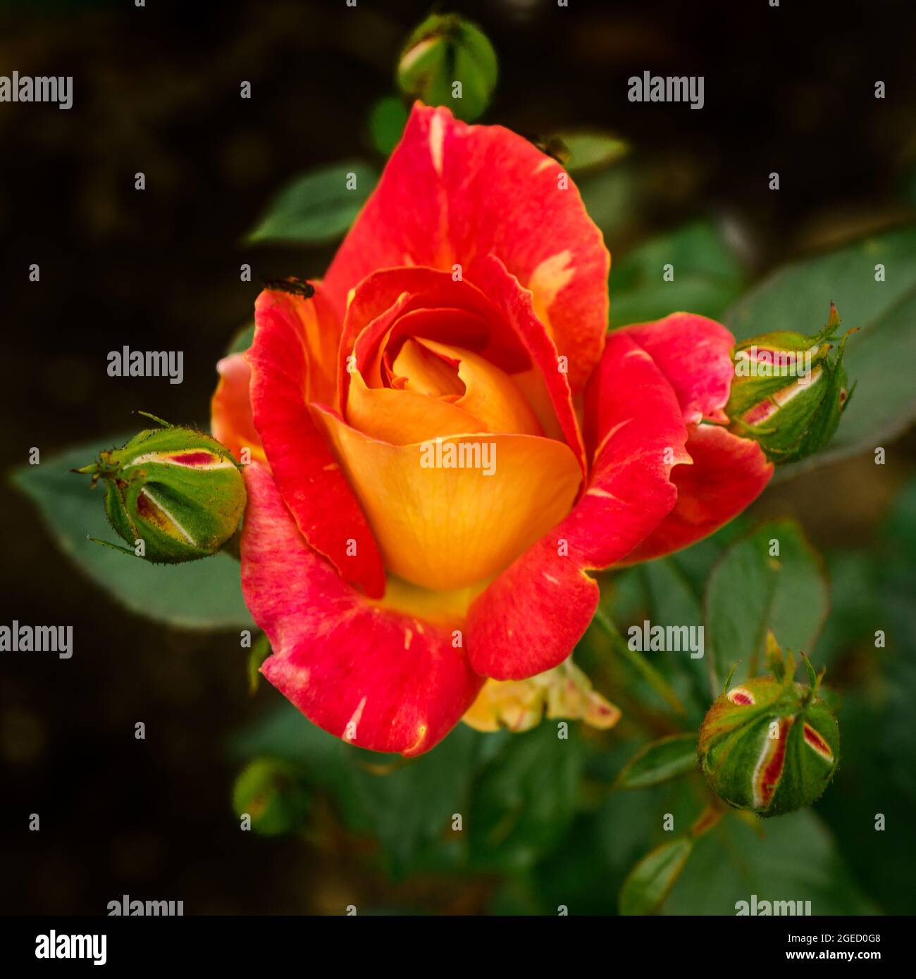 English roses in bloom Stock Photo Alamy