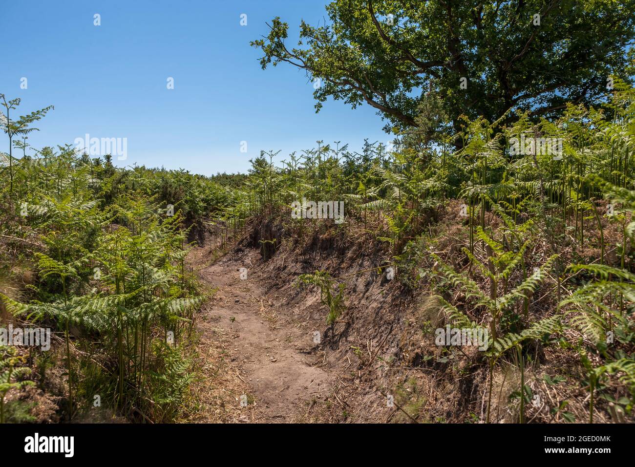 A World War One training trench where soldiers trained in trench warfare before being sent to the front: Browndown, Gosport, Hampshire, UK Stock Photo