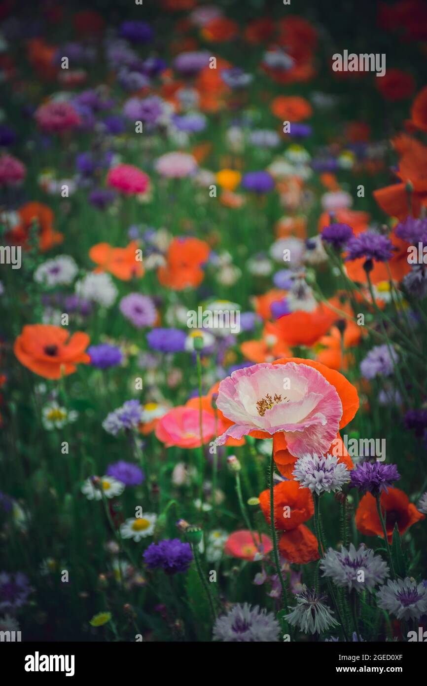 Poppies in portrait view hi-res stock photography and images - Alamy