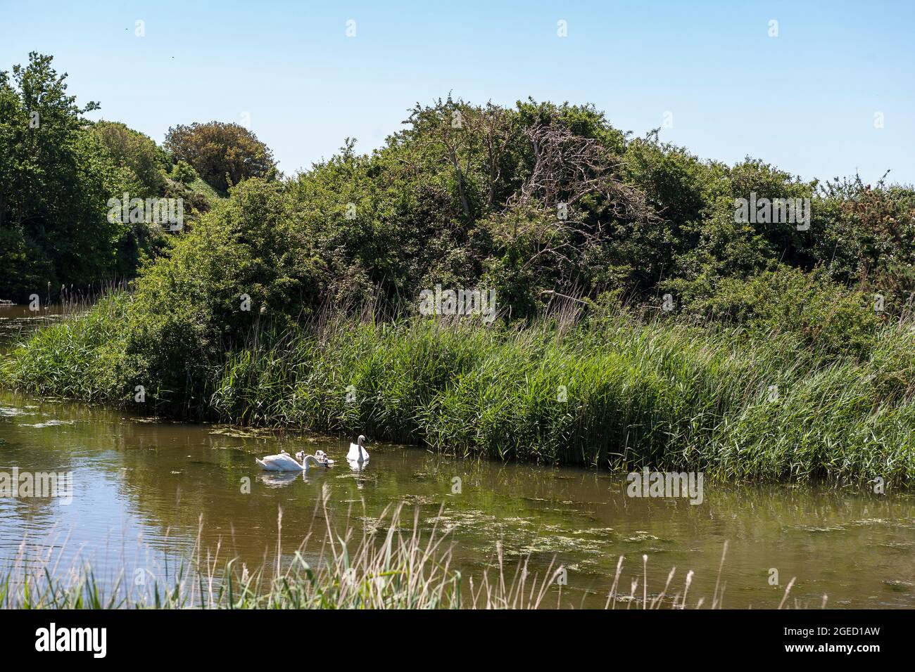 The little River Alver flowing through Alver Valley Country Park, Gosport, Hampshire, UK, with a family of swans feeding Stock Photo