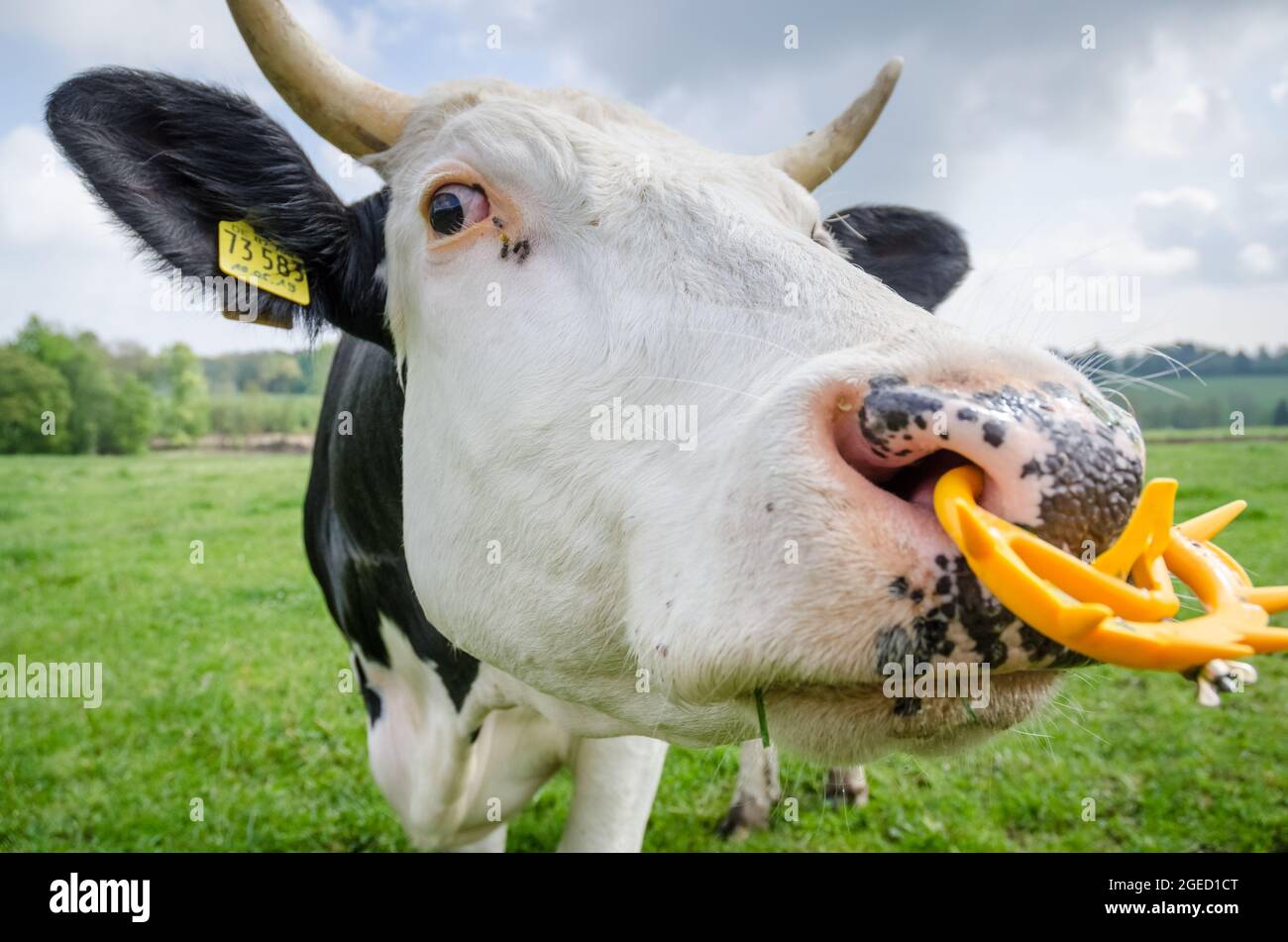 Fleckvieh cattle (Bos primigenius taurus), black and white cow with horns  and plastic nose ring, livestock on a pasture in Germany, Europe Stock  Photo - Alamy