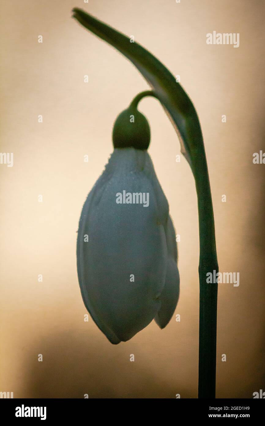 Single snowdrop flower (Galanthus nivalis) at dawn in a Norfolk ...