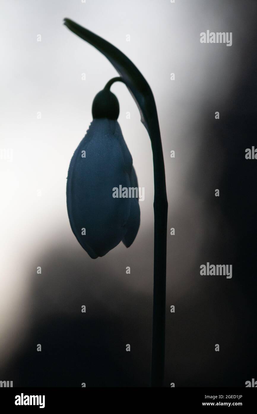 Black and white photo of a single snowdrop flower (Galanthus nivalis ...