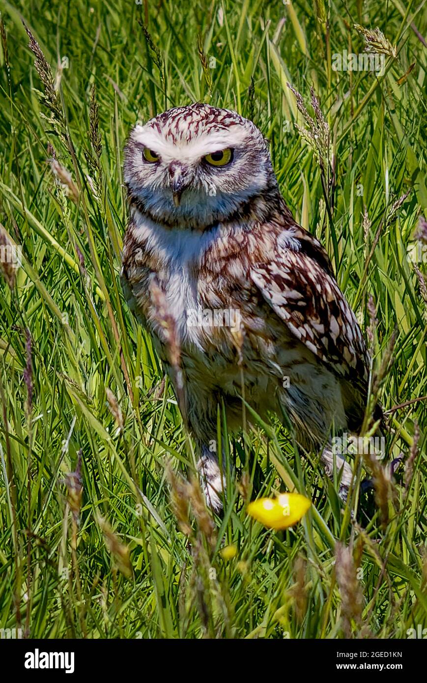 Close-up Of A Burrowing Owl Stock Photo