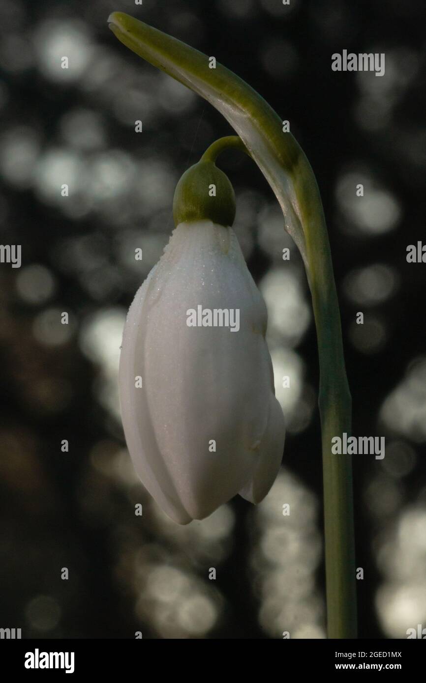 A single snowdrop flower (Galanthus nivalis) grows in the woodland of ...