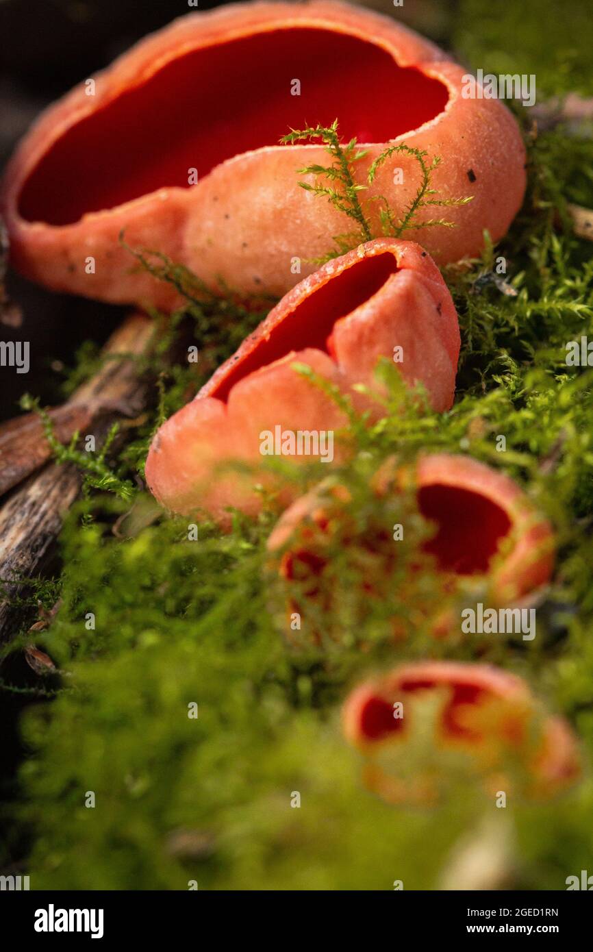 A series of Scarlet elf cups (Sarcoscypha coccinea) grows in a mossy area of a Cambridgeshire woodland at Fordham Stock Photo