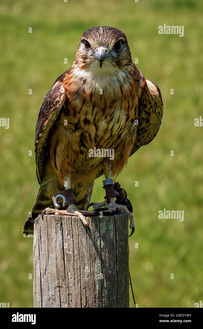 Close-up Of a Merlin Falcon Bird Of Prey Stock Photo