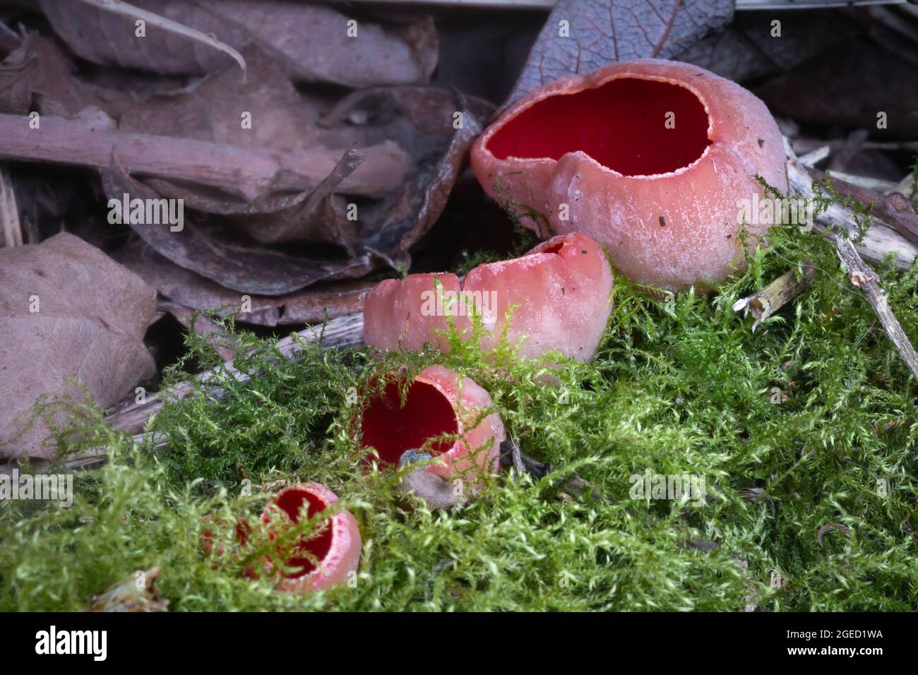 A series of scarlet elf cups (Sarcoscypha coccinea) growing in the woodland at Fordham, Cambridgeshire Stock Photo