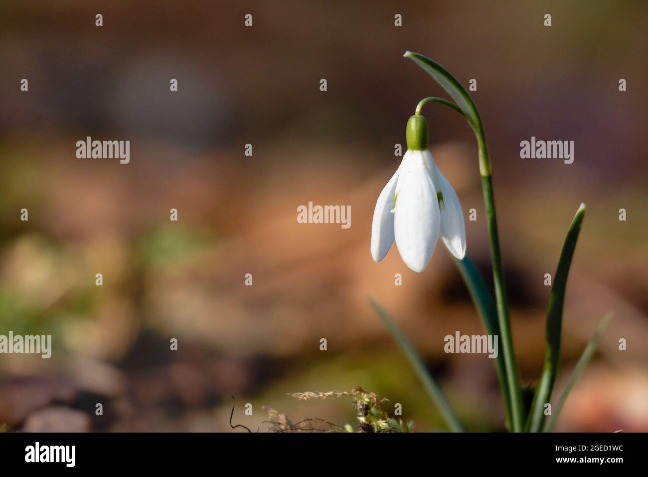 A single snowdrop flower (Galanthus nivalis) grows in the woodland of ...