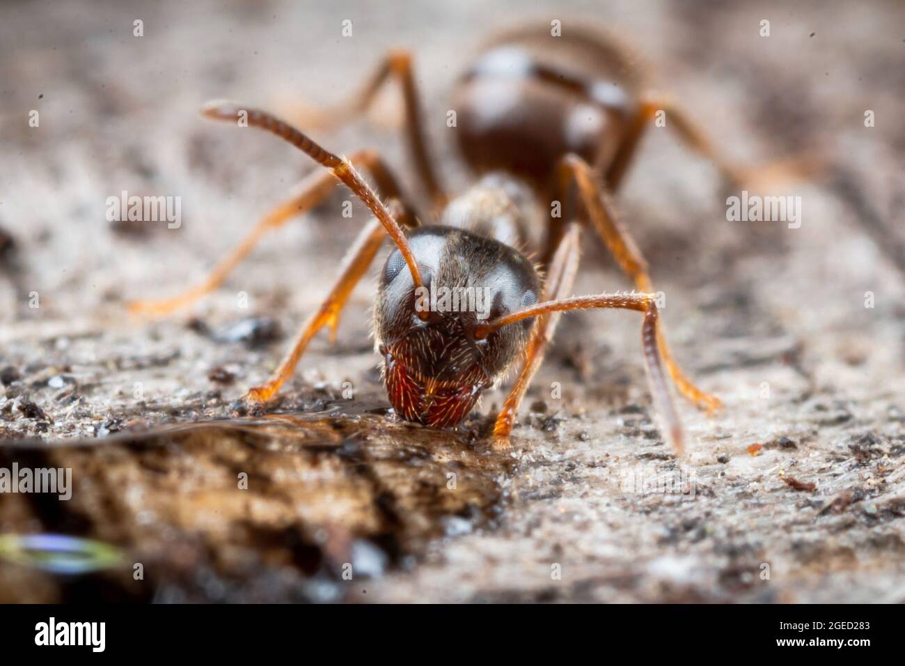 Wood ant (Formica sp) feeding off sugar solution on a tree stump at the