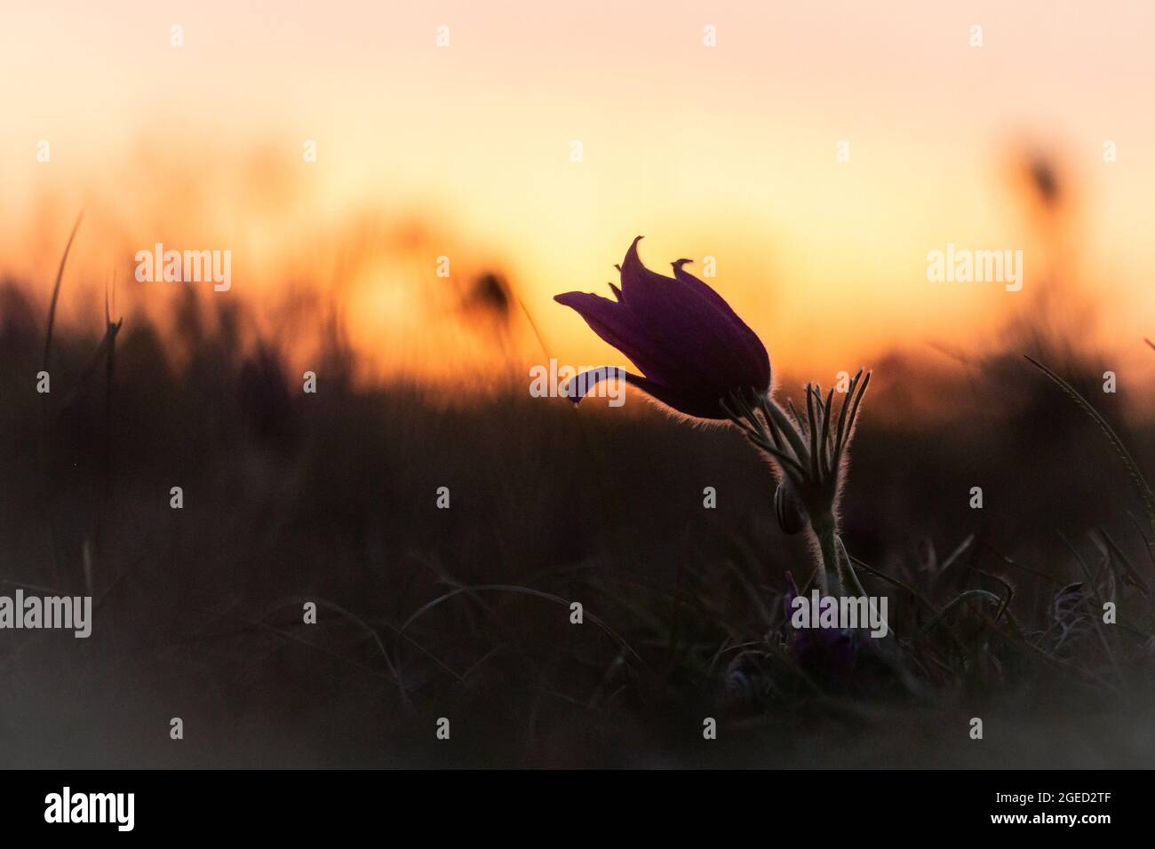 Photo of the pasqueflower (Pulsatilla vulgaris) growing in the heathland of Therfield heath in Hertfordshire at the sun sets behinds Stock Photo