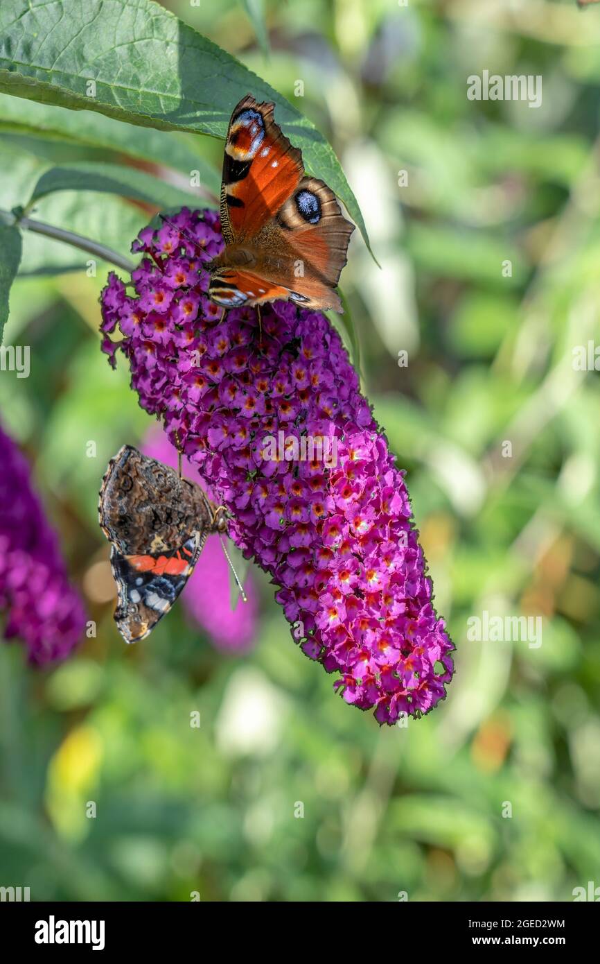 PEACOCK BUTTERFLY ON A BUDDLEIA FLOWER Stock Photo - Alamy