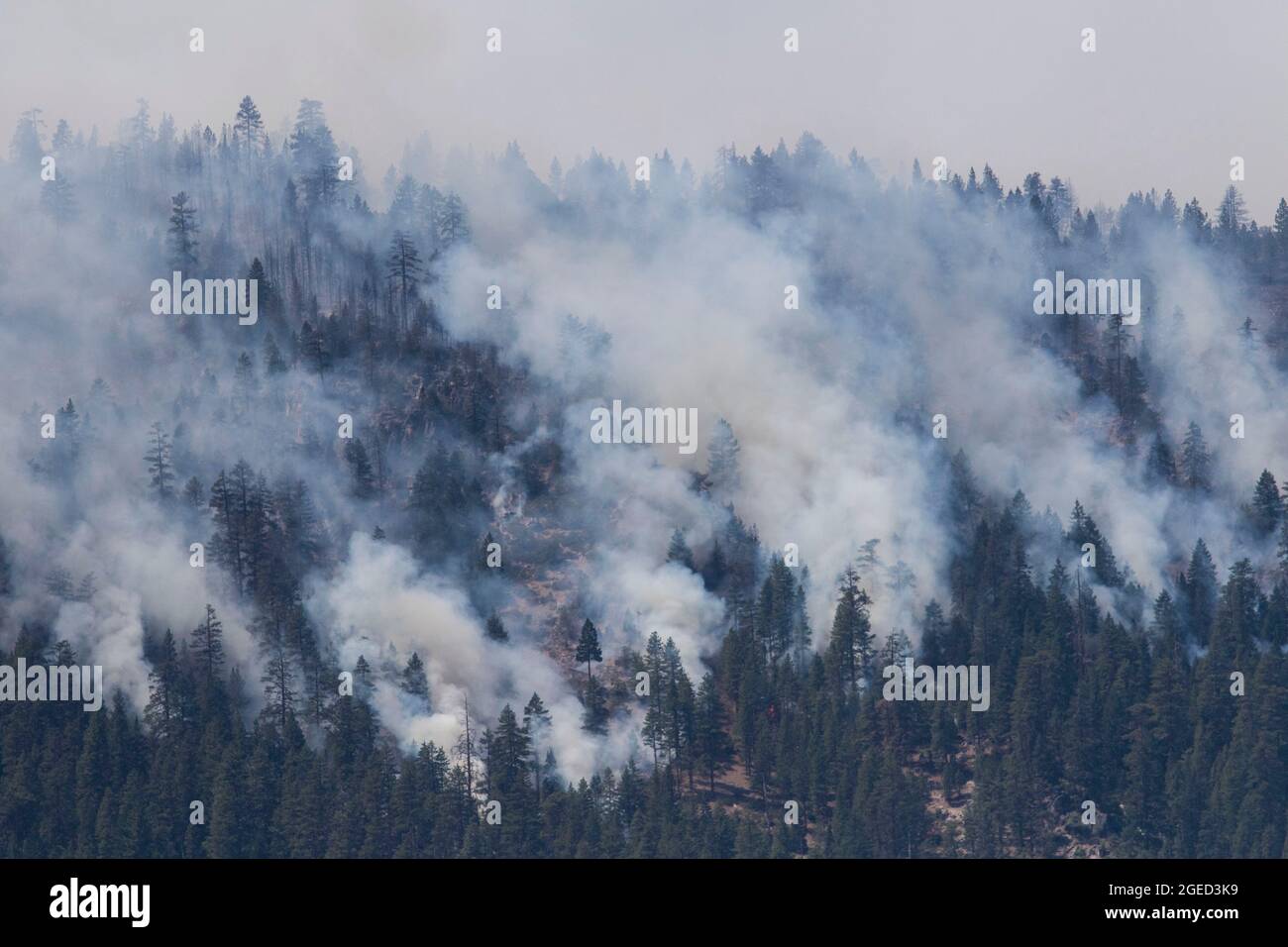 United States. 18th Aug, 2021. Clouds of smoke as trees burn on the mountain side. A spot fire from the Dixie Fire spreads to the highway 395. Cal Fire reports that the Dixie Fire has now grown over 600,000 acres. The cause of the fire is still being investigated. (Photo by Ty O'Neil/SOPA Images/Sipa USA) Credit: Sipa USA/Alamy Live News Stock Photo