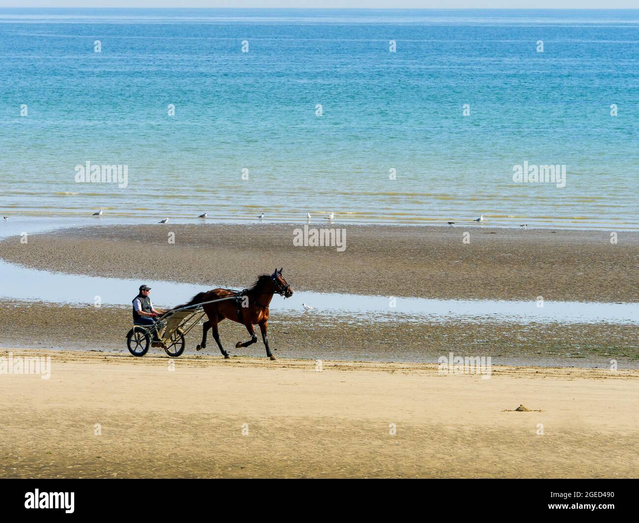 Race horse training, Utah Beach, Manche department, Cotentin, Normandy