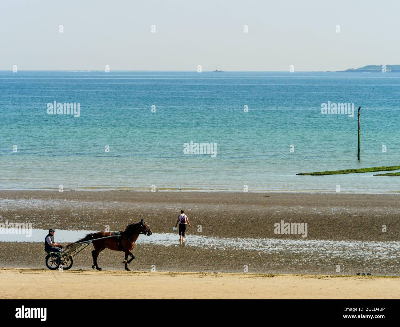 Race horse training, Utah Beach, Manche department, Cotentin, Normandy Region, France Stock