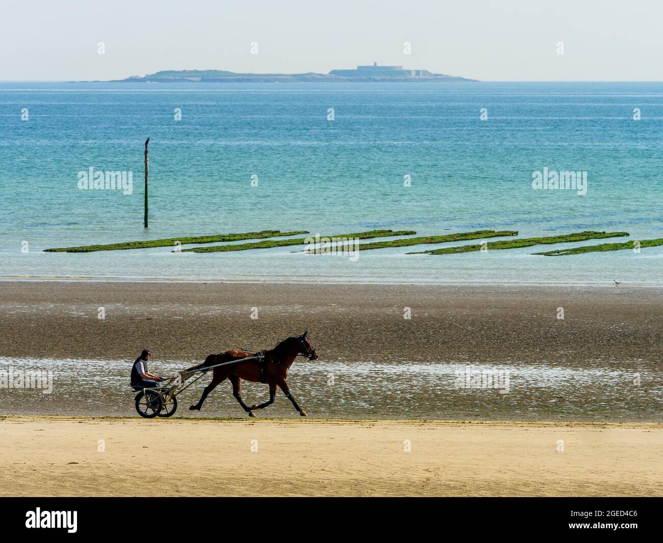 Race horse training, Utah Beach, Manche department, Cotentin, Normandy
