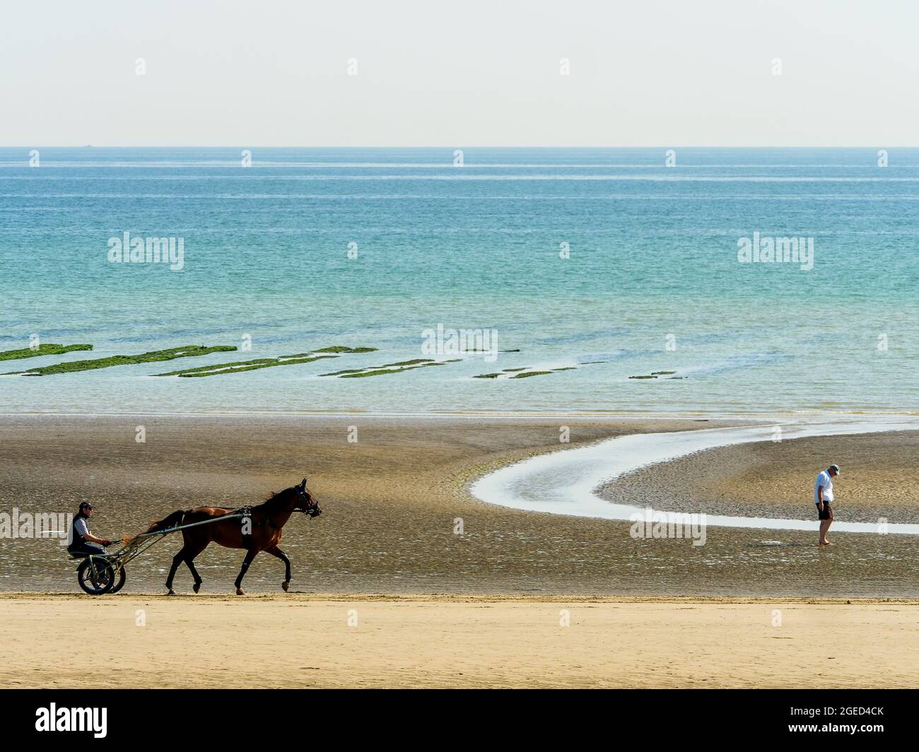 Race horse training, Utah Beach, Manche department, Cotentin, Normandy