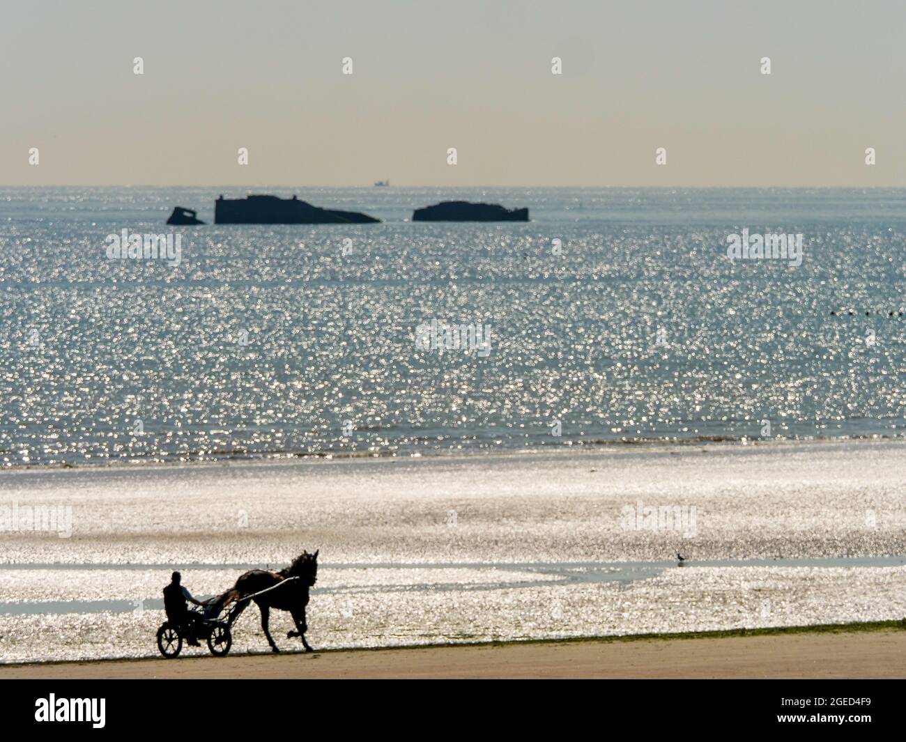 Race horse training, Utah Beach, Manche department, Cotentin, Normandy Region, France Stock