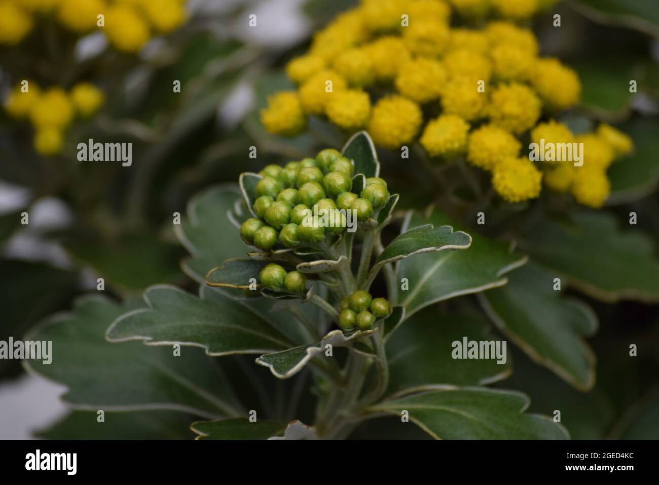 the Buds of the Gold-and-silver-chrysanthemum Stock Photo