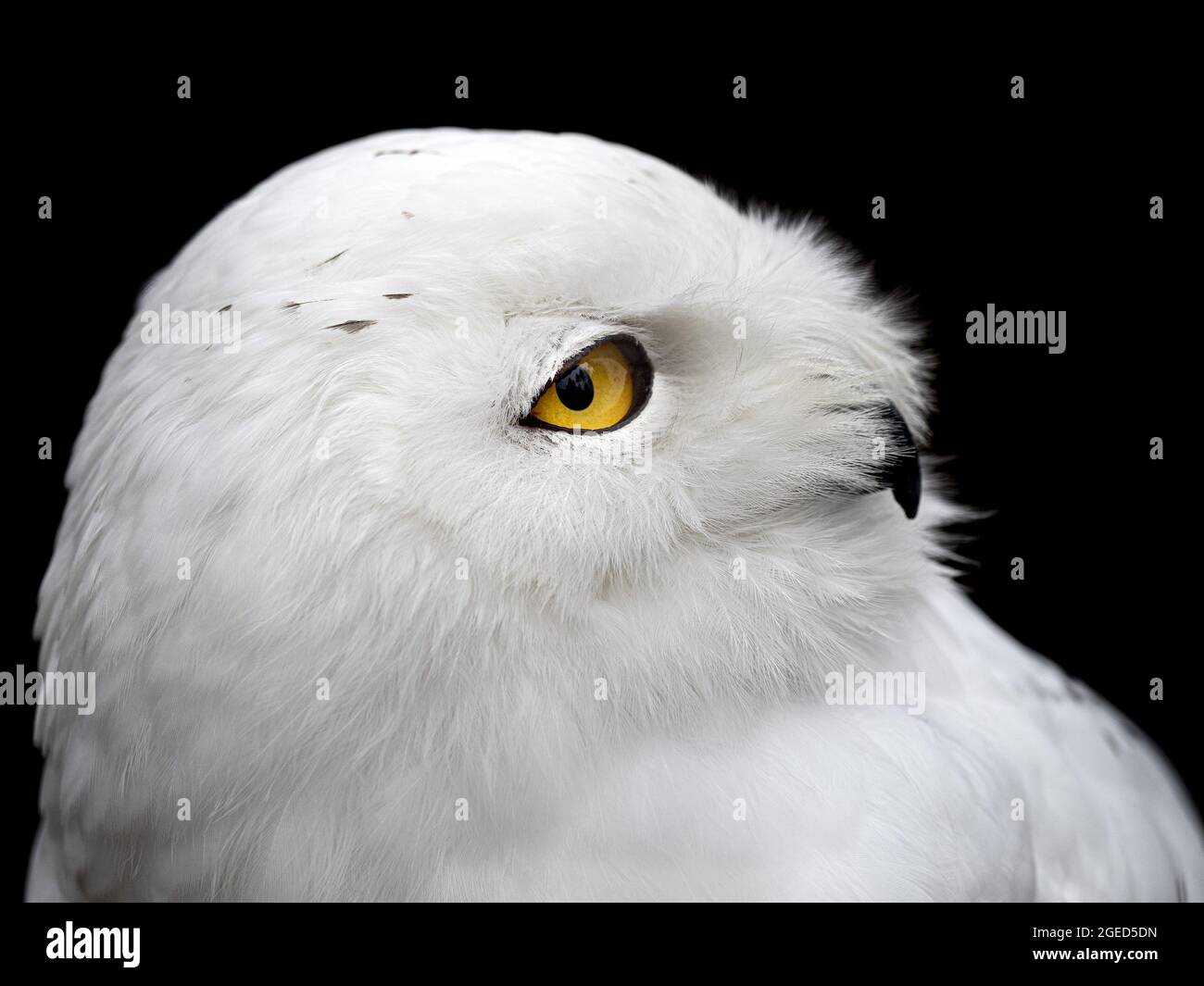 Snowy owl isolated on black bubo scandiacus Stock Photo - Alamy