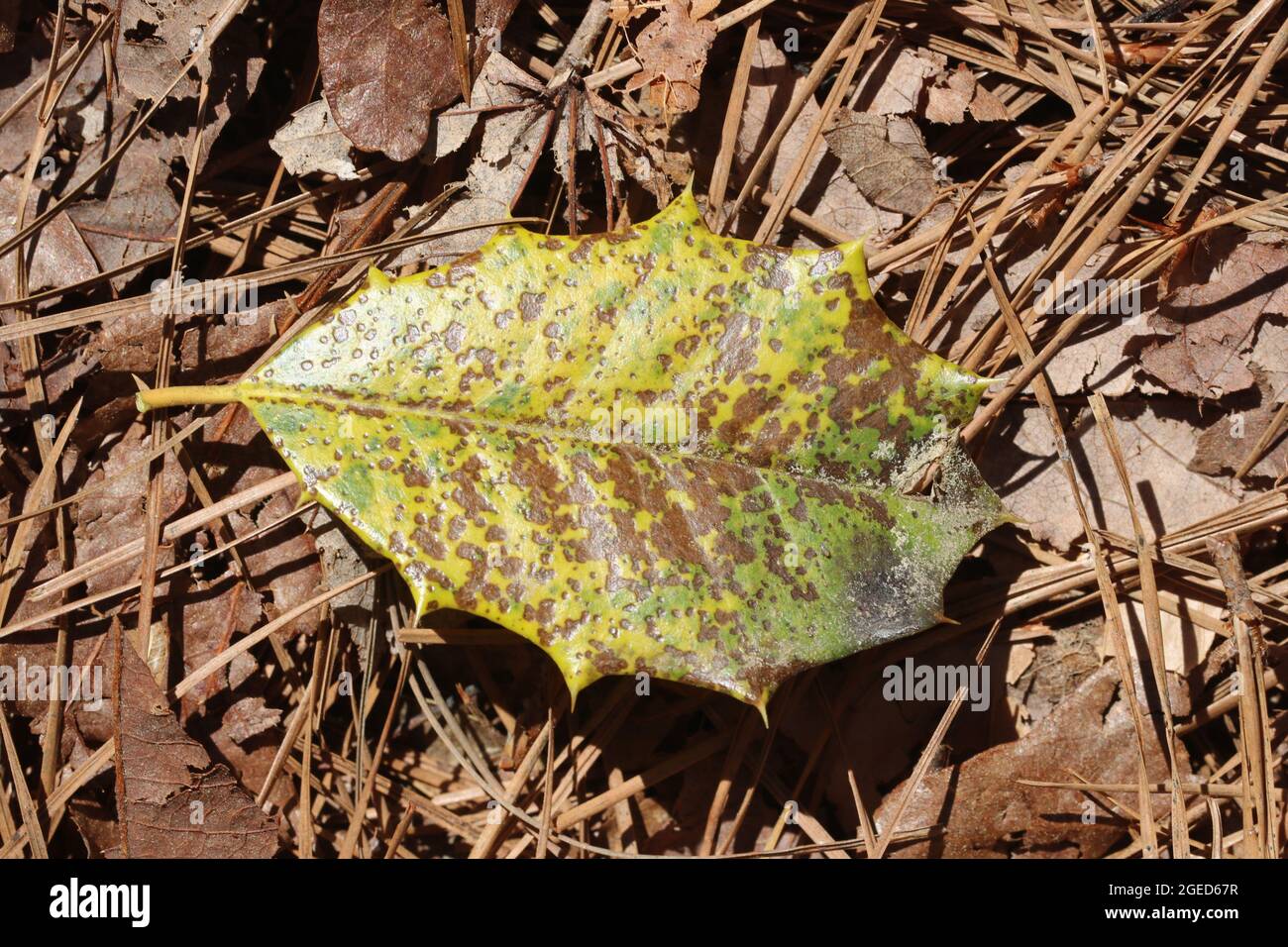 A yellow leaf of American Holly lies atop brown pine needles and leaves having evaded predators but not gravity. Stock Photo