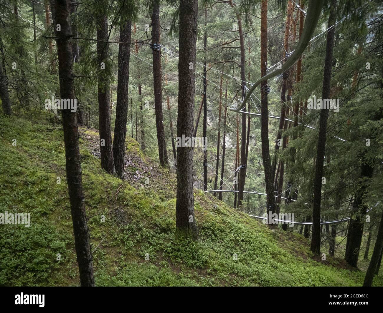 Zipline in the forest running through Stock Photo Alamy