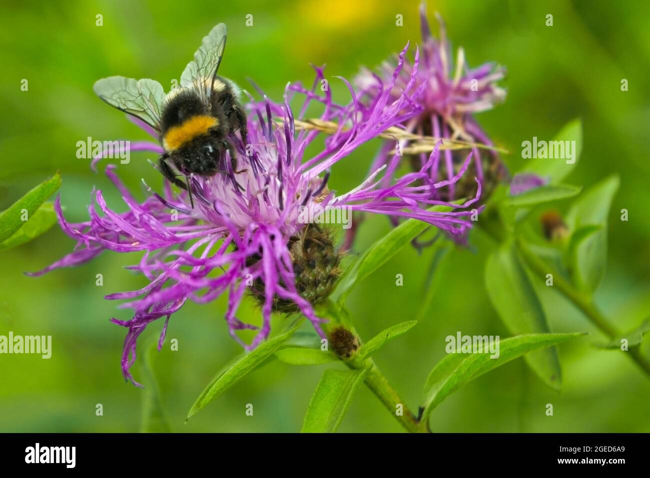 Picture of Macro photo of a yellow and black striped bumblebee pollinating and ...