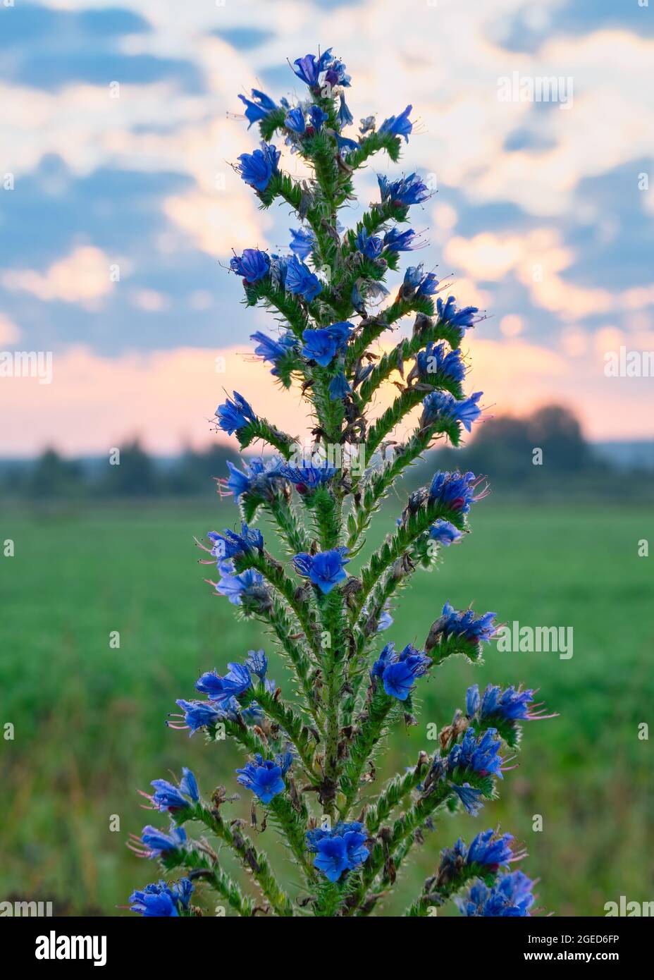 Tall Echium Vulgare, or blueweed, with blue blossoms in the rising sun close-up shot. Native to Europe and temperate Asia. Wildlife, sunrises, common Stock Photo