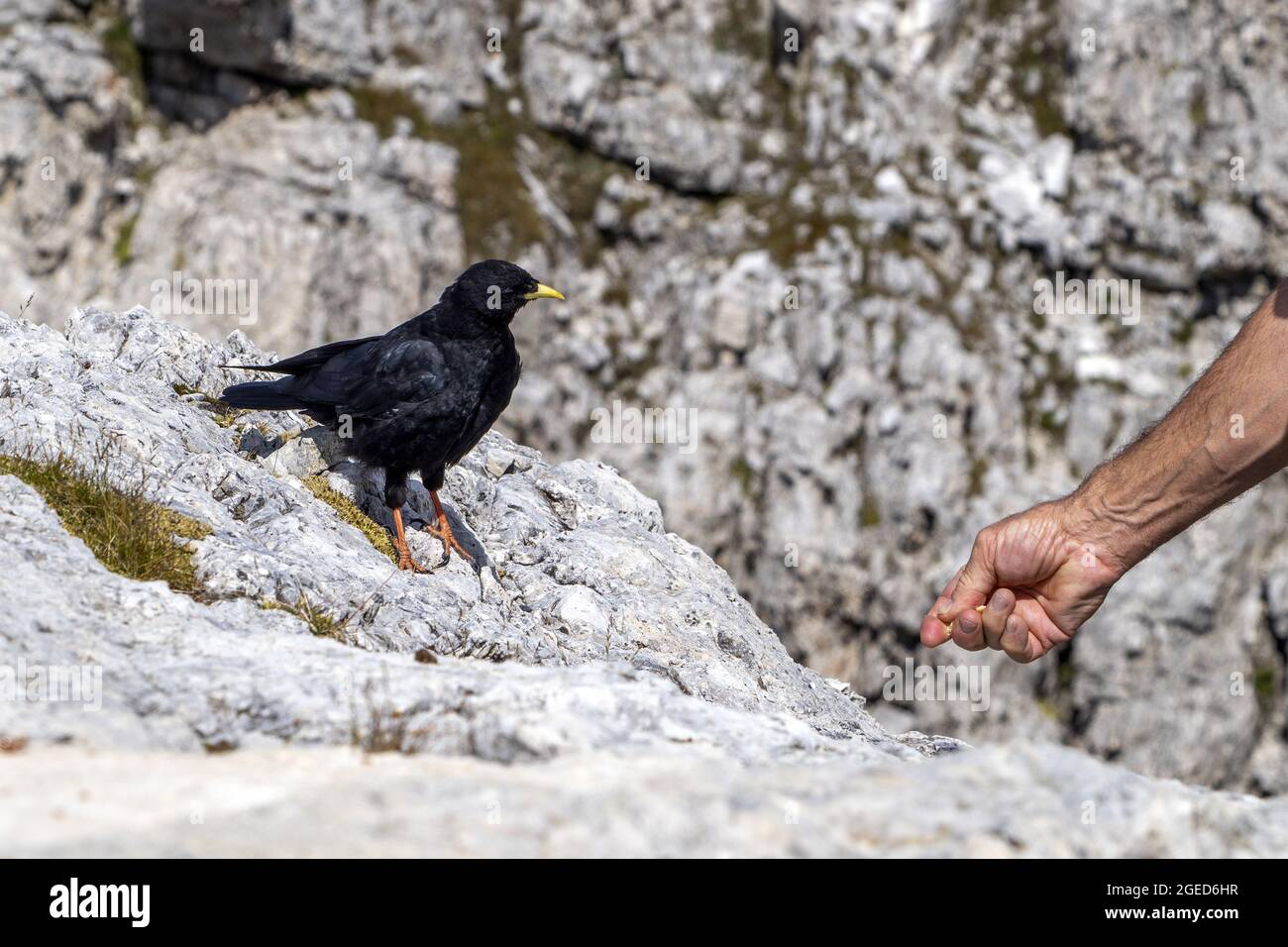 old man hand feeding a wild croak black bird in dolomites mountains background Stock Photo