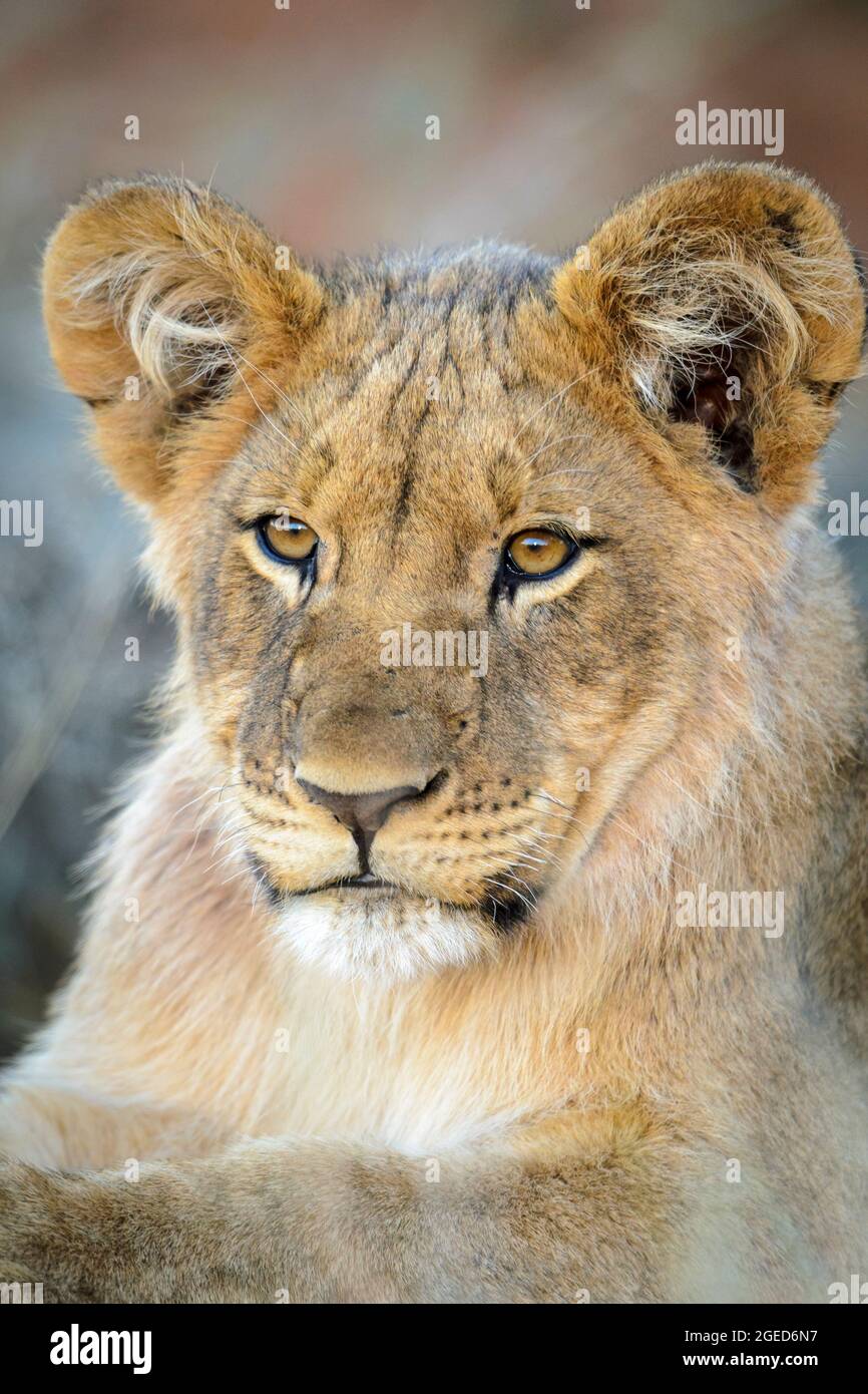 Cute lion (Panthera leo) cub portrait. Kalahari, Northern Cape, South Africa Stock Photo