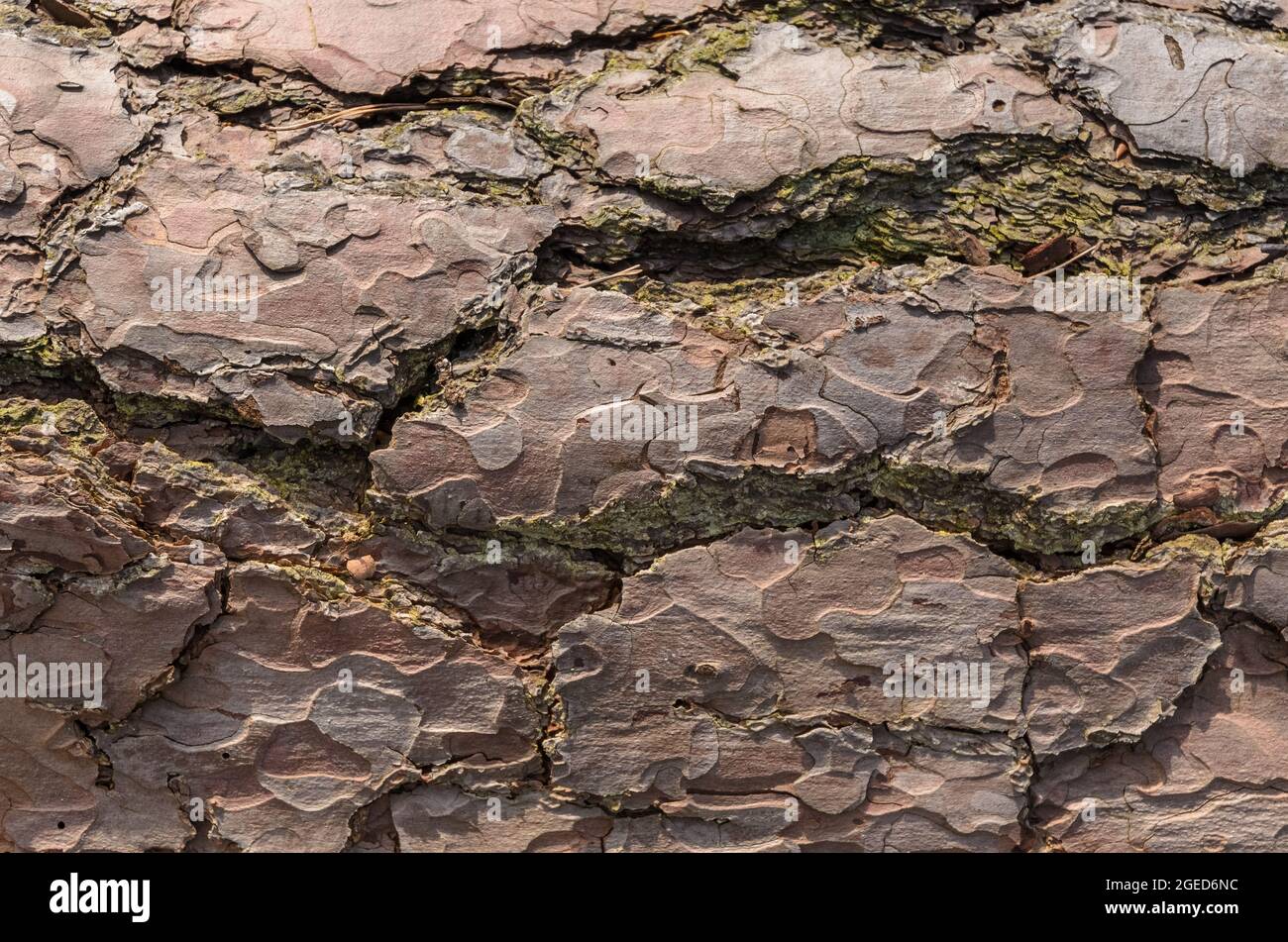 Close-up view of brown weathered outer pine tree bark (Conifer, Pinus, Pinoideae) with different layers and texture, abstract natural background Stock Photo