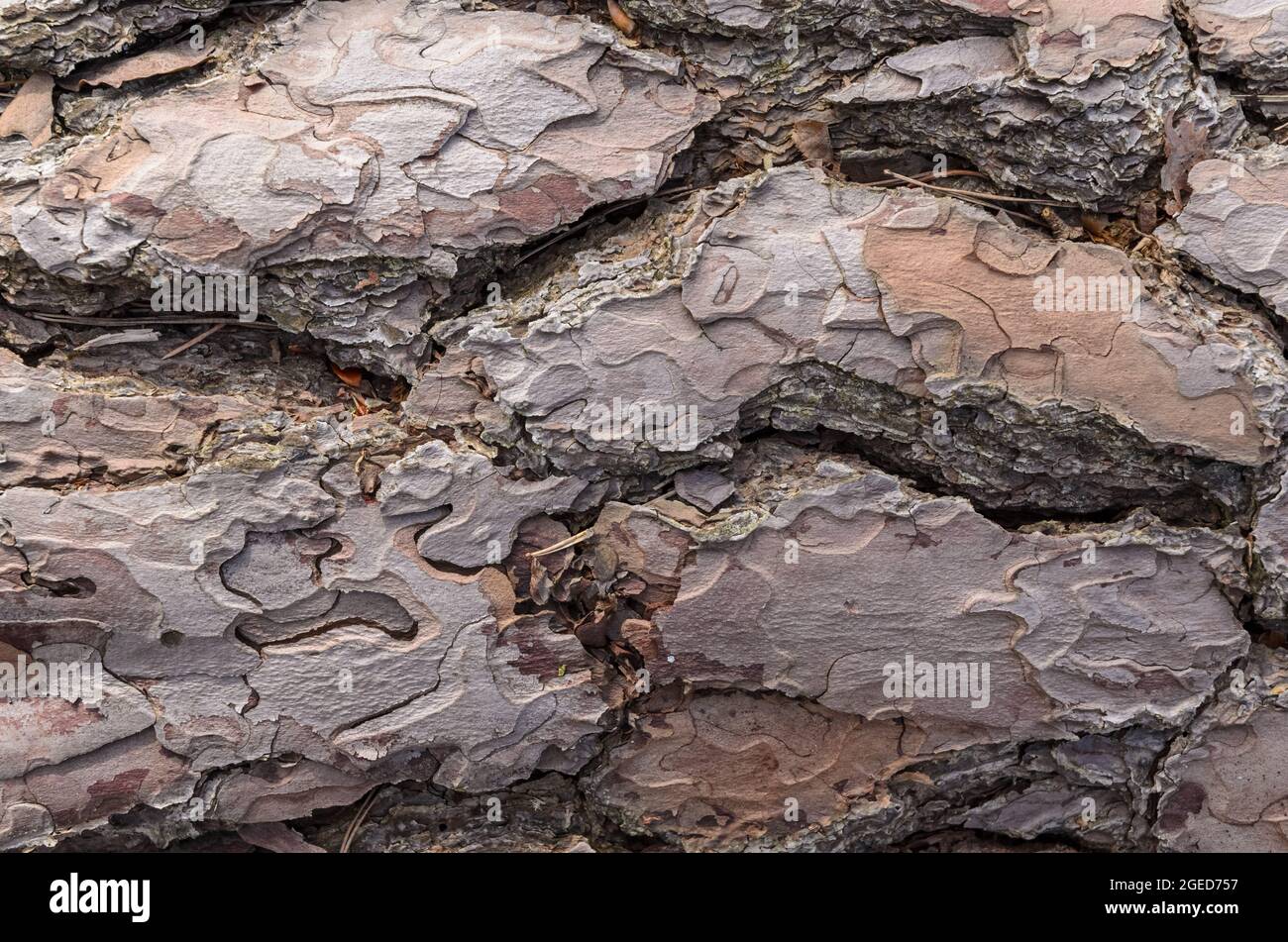 Close-up view of brown weathered outer pine tree bark (Conifer, Pinus, Pinoideae) with different layers and texture, abstract natural background Stock Photo