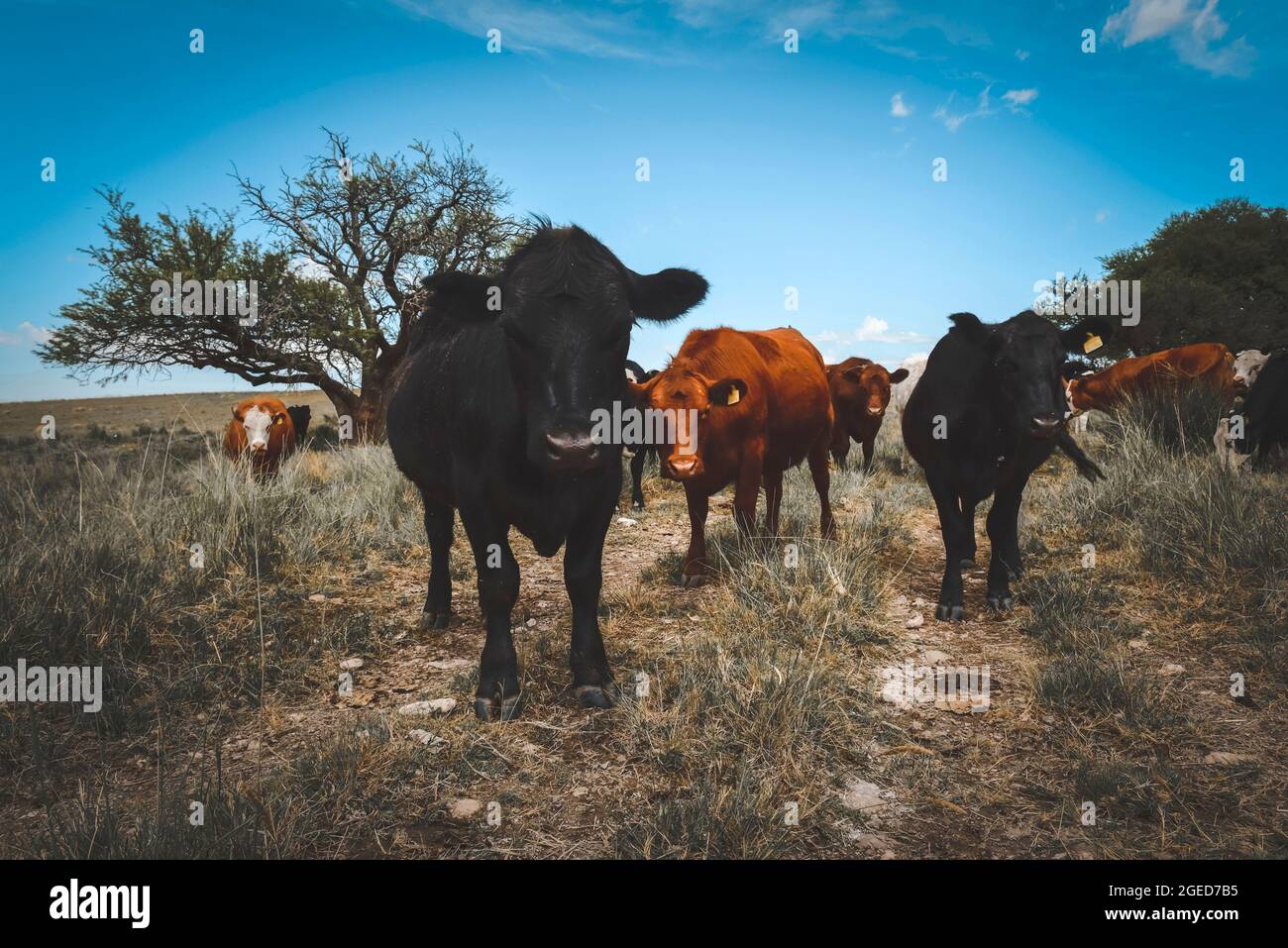 Cows raised with natural pastures, meat production in the Argentine ...