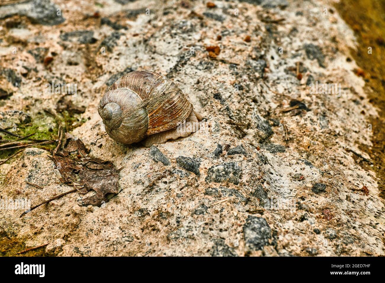 Crawling on a stone hi-res stock photography and images - Alamy
