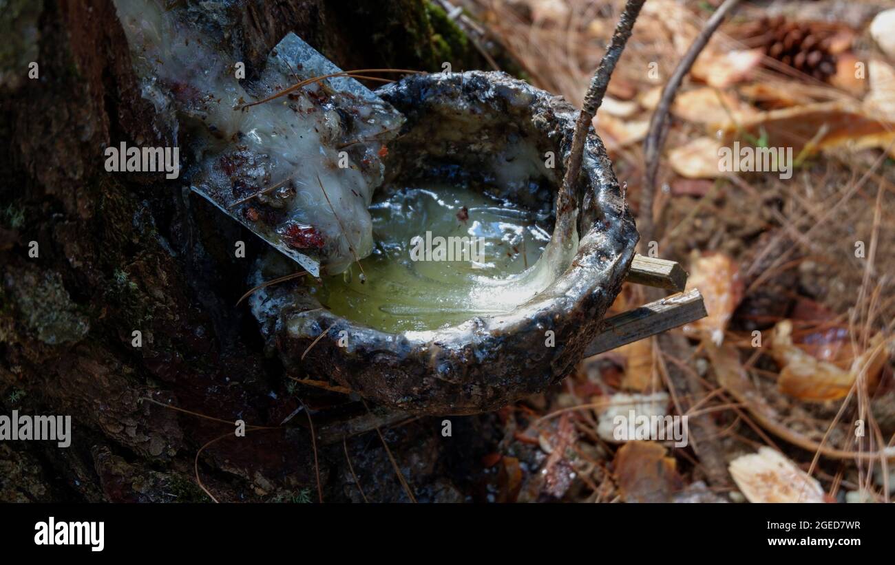 Closeup shot of sap pinus with a container of coconut shell Stock Photo
