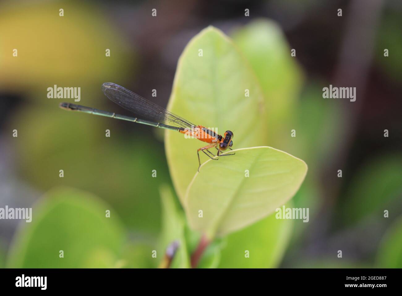 Closeup shot of a large dragonfly on a green leaf Stock Photo - Alamy