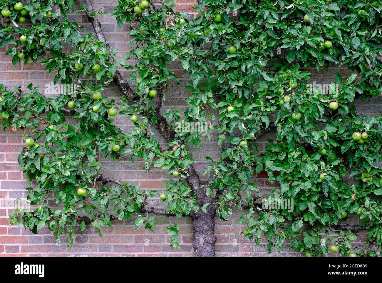 Espalier Fruit Tree High Resolution Stock Photography and Images Alamy